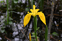 Iris pseudacorus Iris pseudacorus
